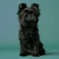 Affenpinscher 1 227ebcaf5a