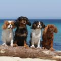 Cavalier king charles