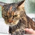 Chat poils courts