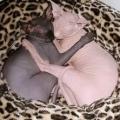 Chats nus