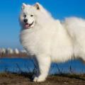 Le samoyede precieux comme l or blanc